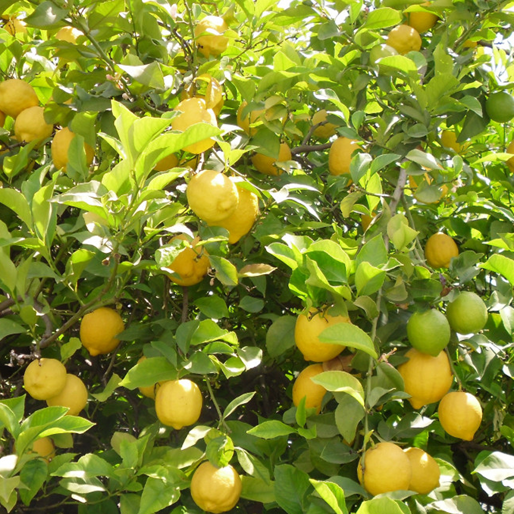 Evergreen Lemon Tree